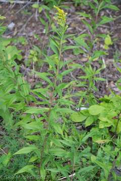 Imagem de Solidago altissima subsp. altissima