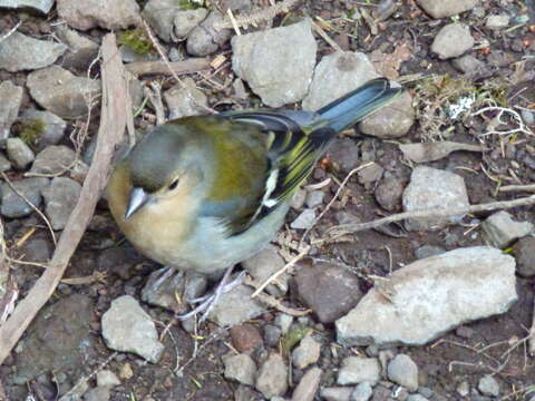 Image of Madeiran Chaffinch