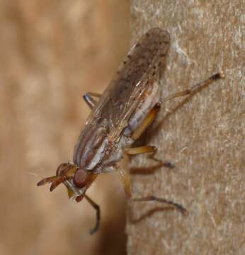 Image of Dichetophora biroi (Kertesz 1901)