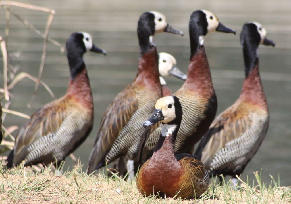 Image of White-faced Whistling Duck