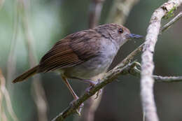 Image of Sulawesi Babbler