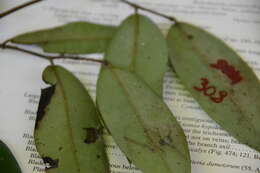 Image of Xylopia macrantha Triana & Planch.