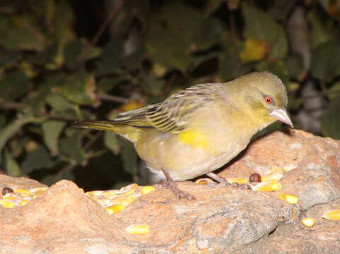 Image of African Masked Weaver