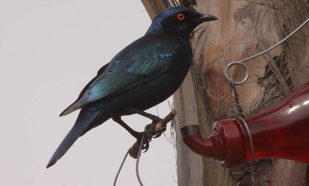 Image of Cape Glossy Starling