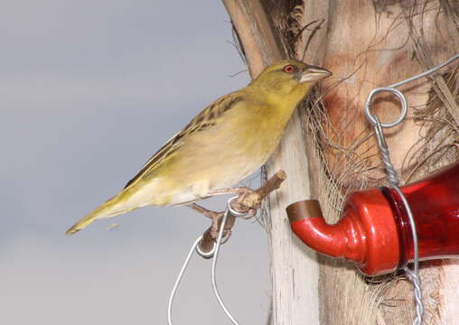 Image of African Masked Weaver