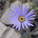 Image of Onoseris speciosa Kunth