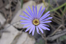 Image of Onoseris speciosa Kunth