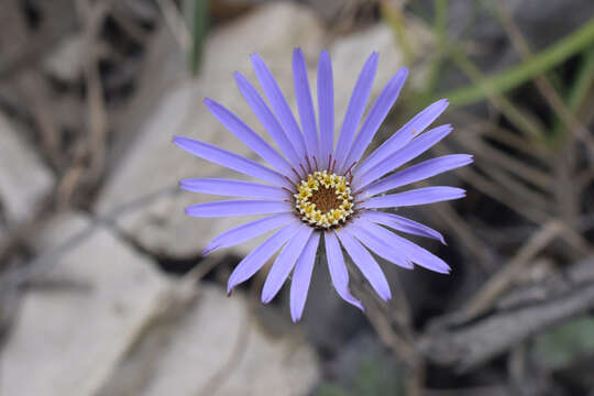 Imagem de Onoseris speciosa Kunth