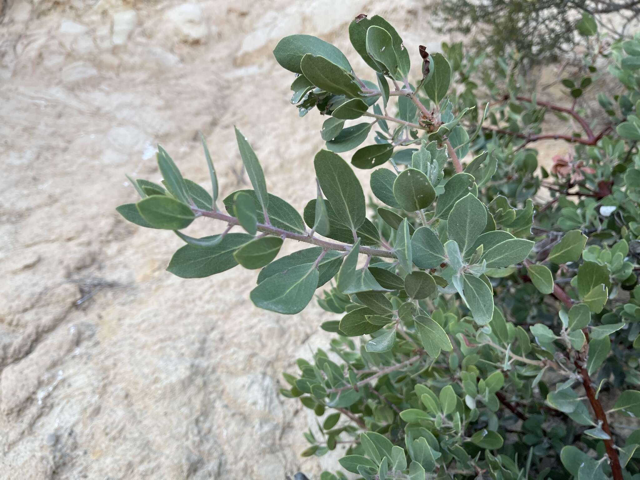 Imagem de Arctostaphylos glandulosa subsp. mollis (J. E. Adams) P. V. Wells