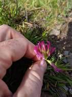 Image of alpine clover