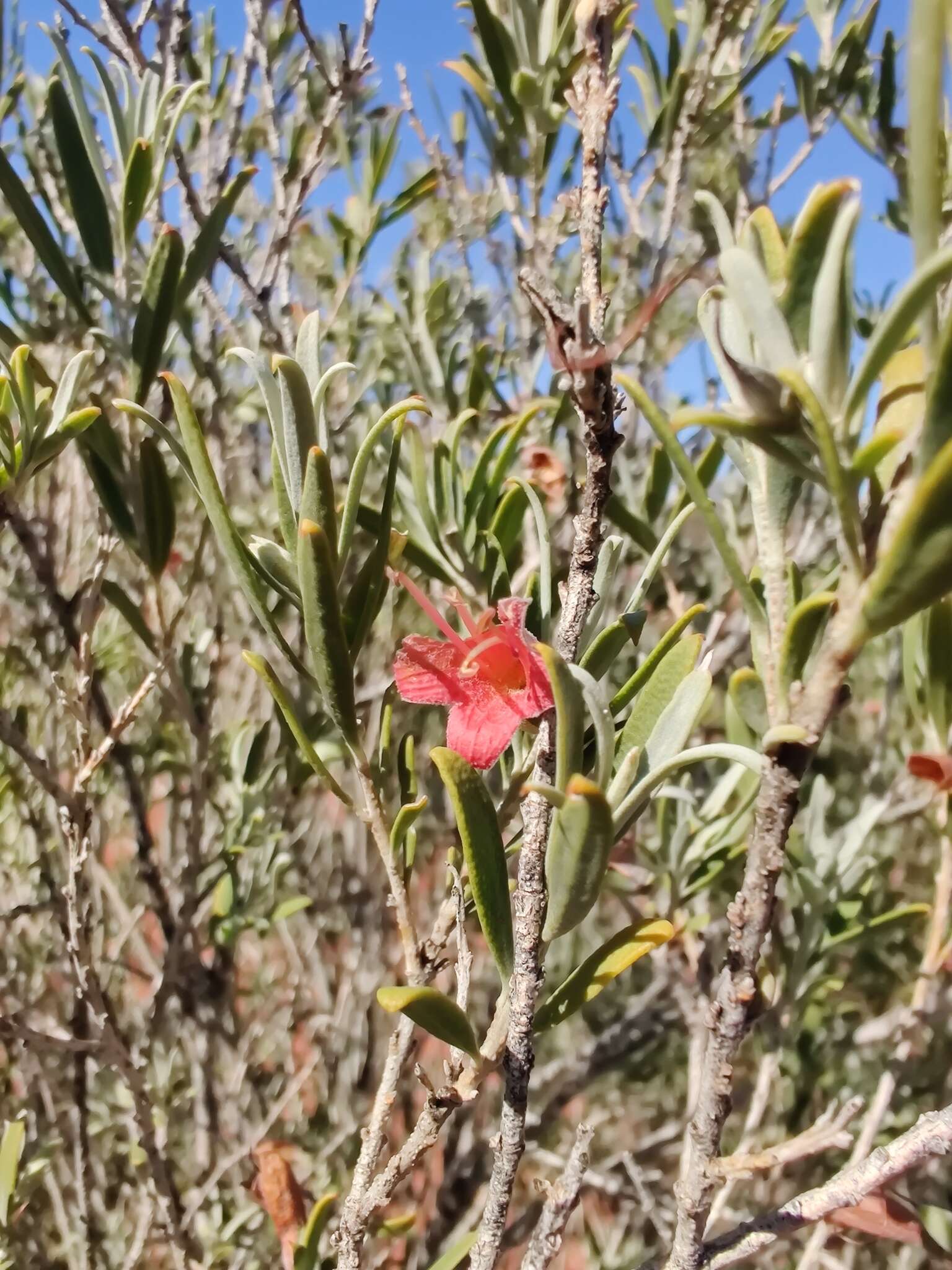 Image de Eremophila youngii F. Muell.