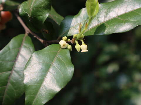 Image de Diospyros rhombifolia Hemsl.