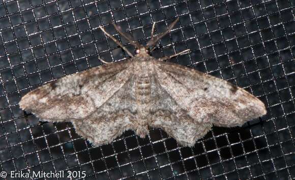 Imagem de Hypagyrtis unipunctata Haworth 1809