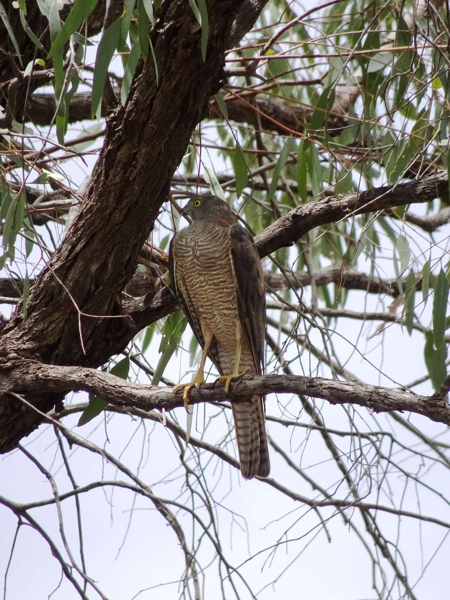 Image of Collared Sparrowhawk