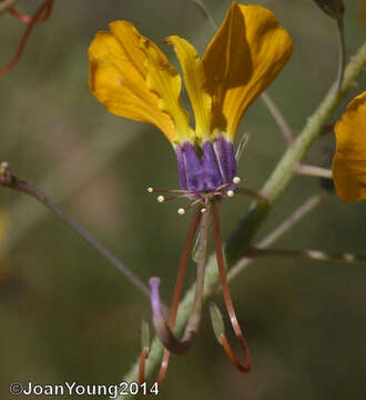 Image of Coalisina angustifolia (Forsk.) Rafin.