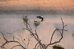 Image of White-breasted Cormorant