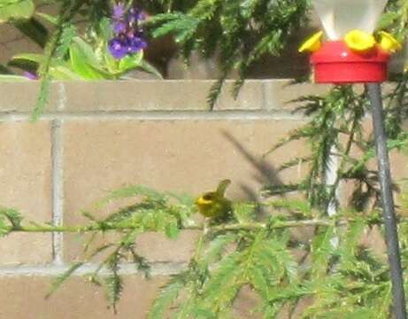 Image of Wilson's Warbler