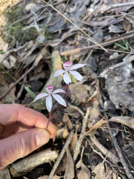 Image of Elegant Caladenia