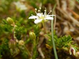 Plancia ëd Moehringia ciliata (Scop.) Dalla Torre