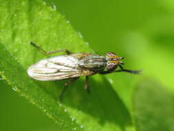 Image of Pherbellia cinerella (Fallen 1820)