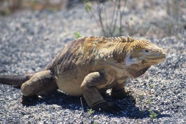 Image of Galapagos Land Iguana