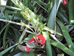 Image of Billbergia amoena (G. Lodd.) Lindl.