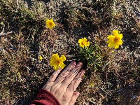 Imagem de Coreopsis californica (Nutt.) H. K. Sharsmith