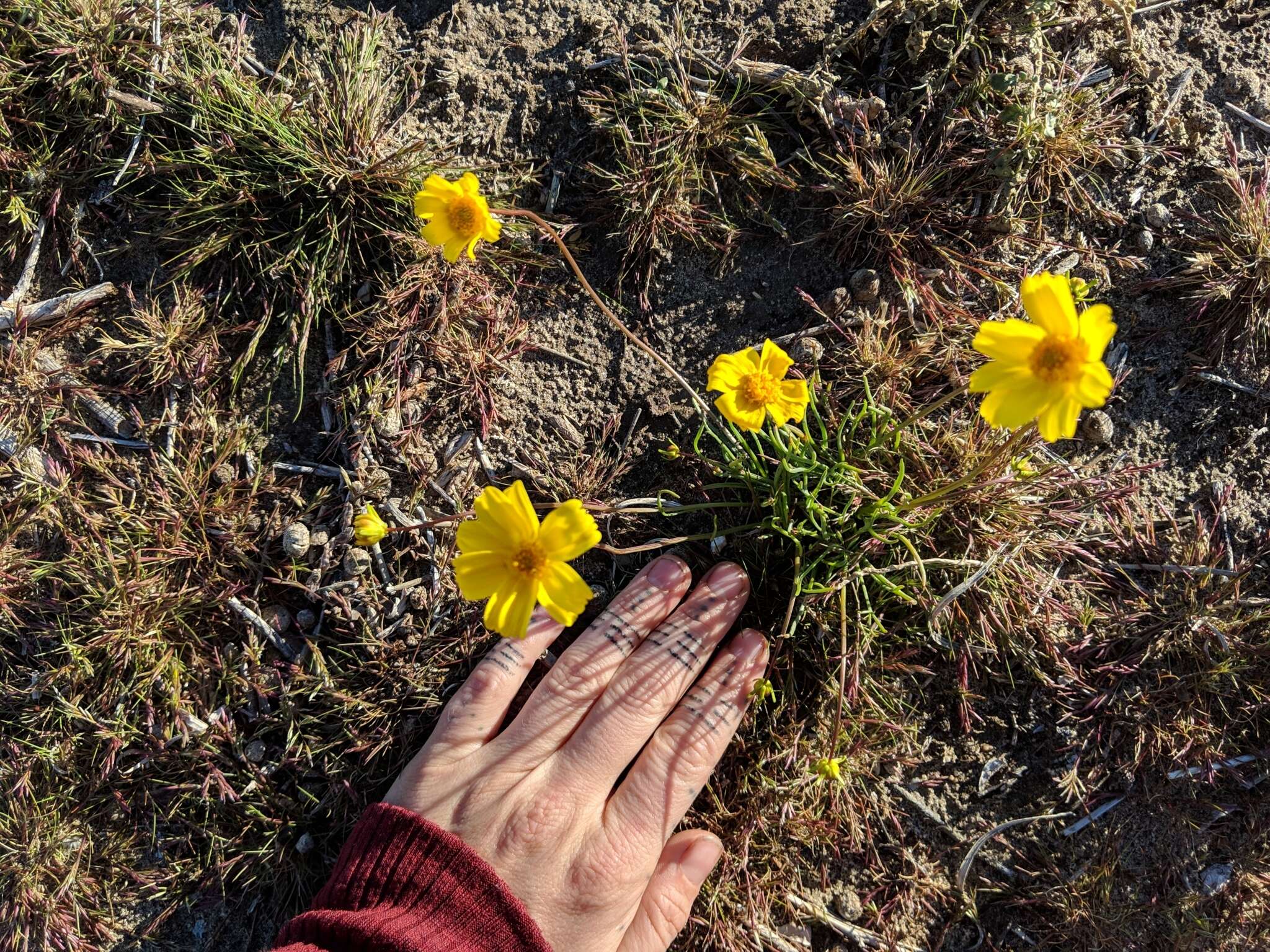 Image of California tickseed