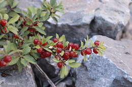 Prunus bifrons Fritsch resmi