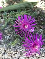 Image of Delosperma cooperi (Hook. fil.) L. Bol.