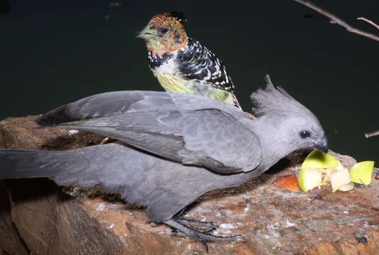 Image of Crested Barbet