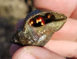 Image of orange claw hermit crab