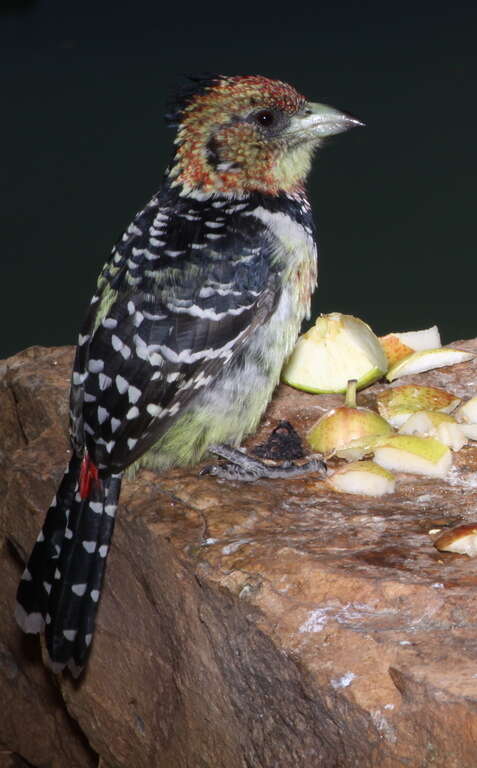 Image of Crested Barbet