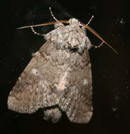 Image of Variable Oakleaf Caterpillar Moth