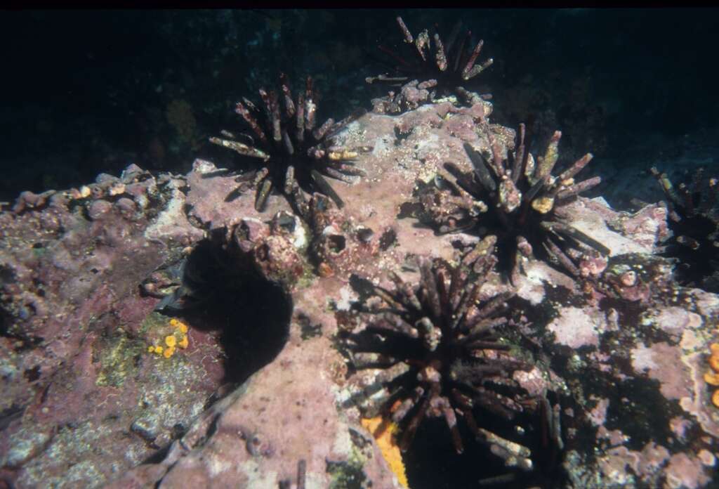 Image of slate pencil urchin