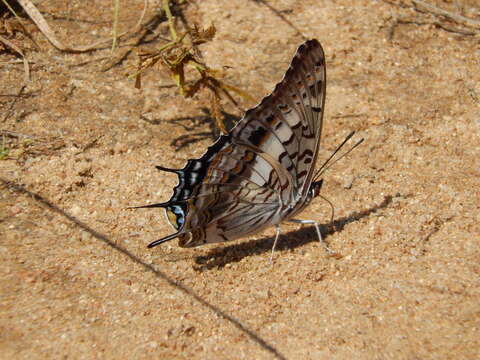 Image of Charaxes achaemenes Felder & Felder 1866