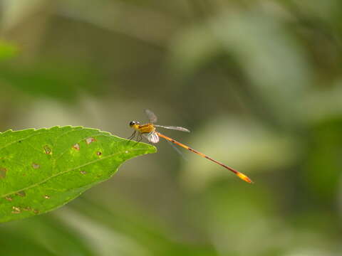 Imagem de Heteragrion alienum Williamson 1919