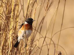 Image of African Stonechat