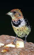Image of Crested Barbet