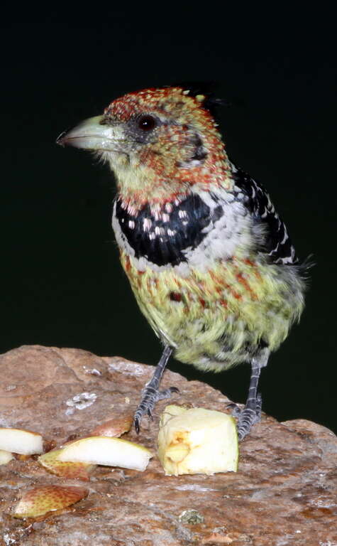 Image of Crested Barbet