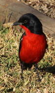 Image of Crimson-breasted Gonolek