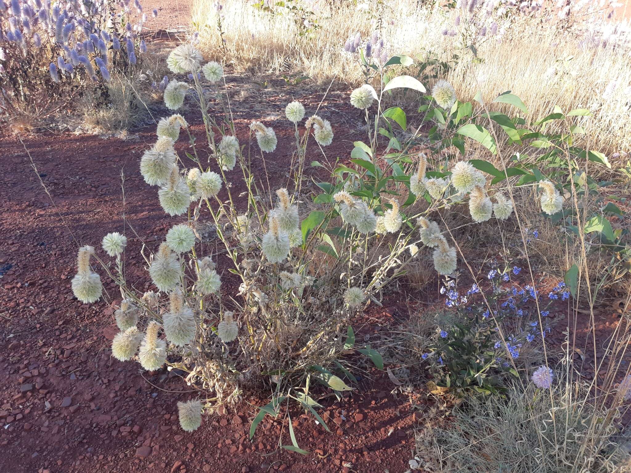 Image of Ptilotus clementii (Farmar) Benl