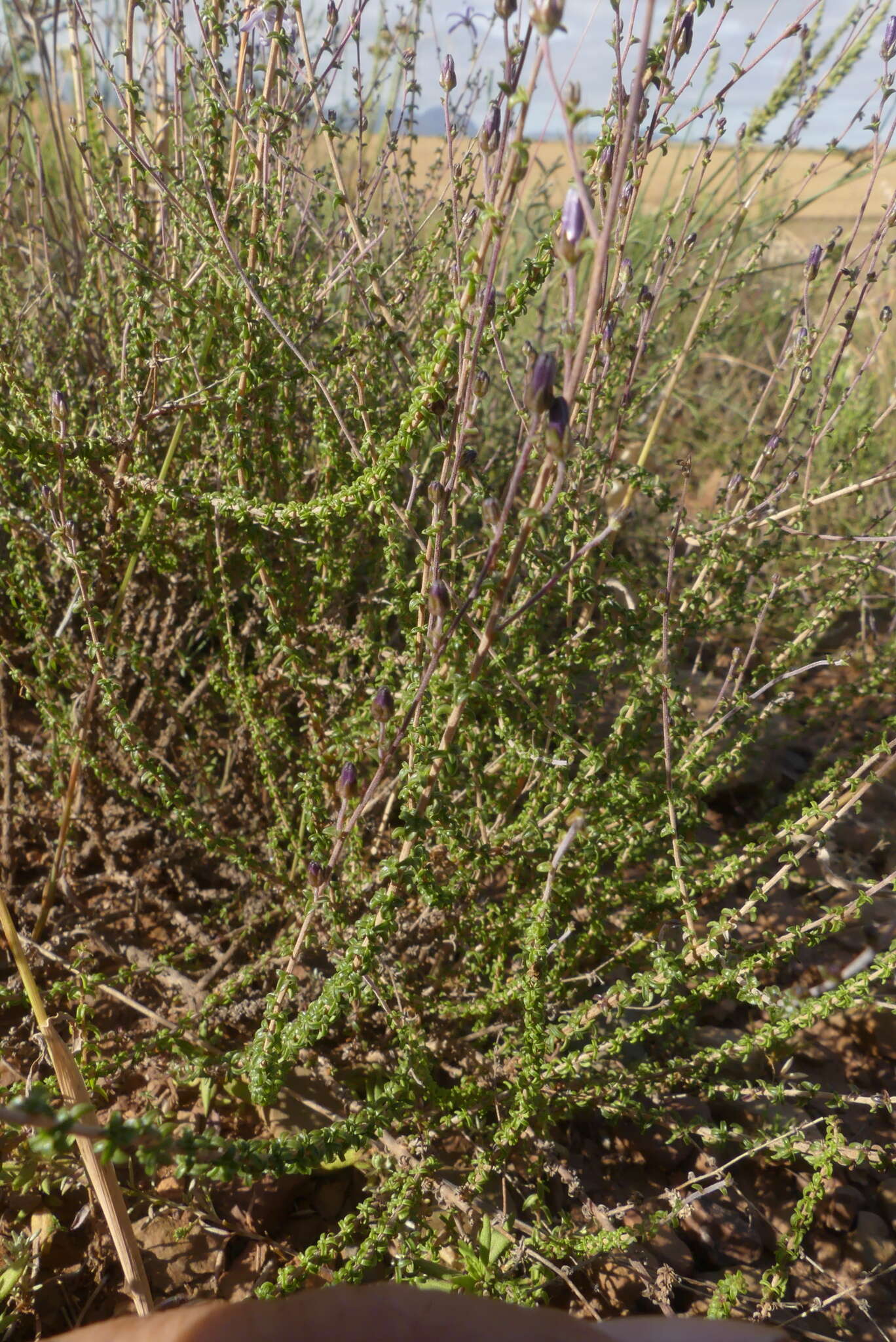 صورة Wahlenbergia loddigesii (A. DC.) I. M. Turner