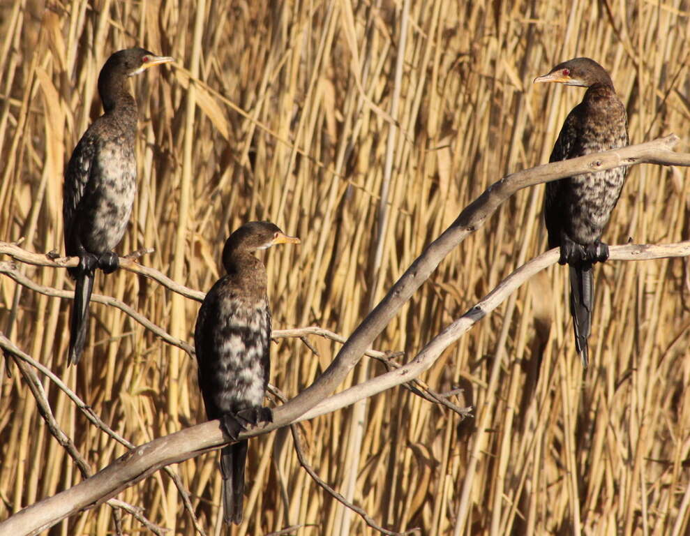 Image of Long-tailed Cormorant