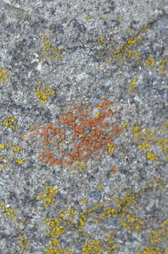 Image of sandwort orange lichen