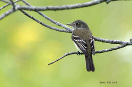 Image of Alder Flycatcher