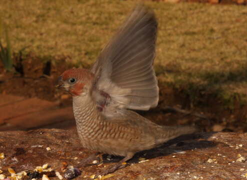 Image of Red-headed Finch