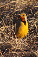 Image of Cape Longclaw