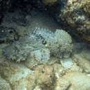 Image of Bearded scorpionfish