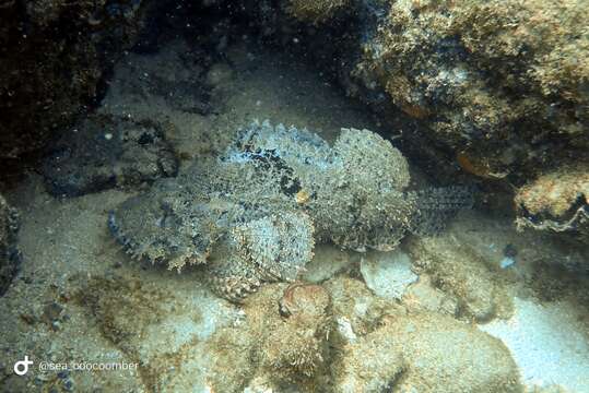 Image of Bearded scorpionfish